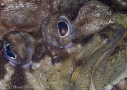 Topknot. Trefor pier. D200, 60mm. by Derek Haslam 